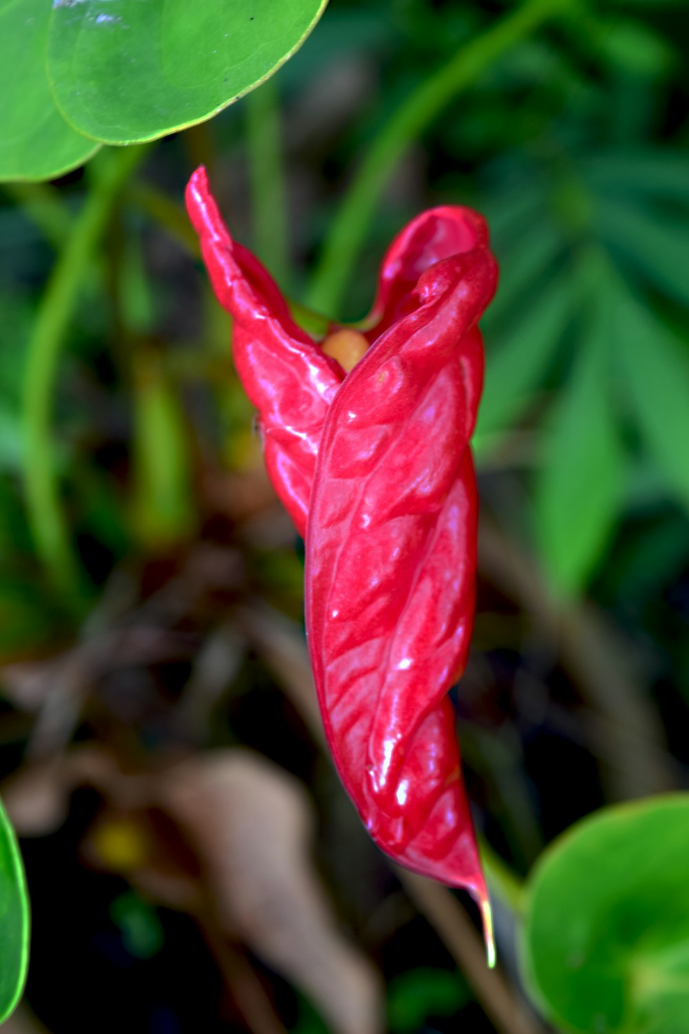 un primer plano de una flor roja en una planta