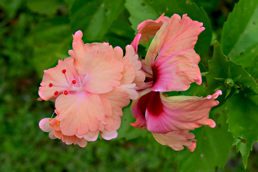 two pink flowers with green leaves in the background