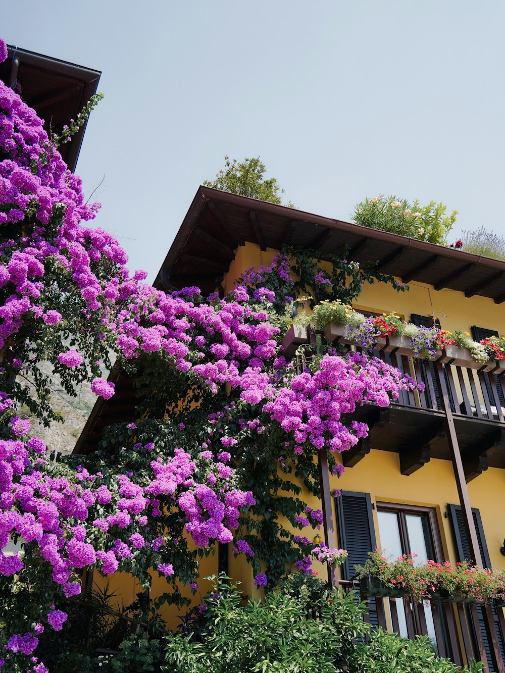 a yellow building with purple flowers growing on it