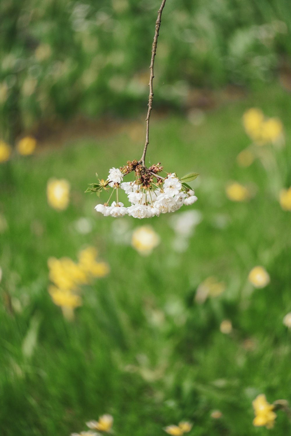 a branch with white flowers hanging from it