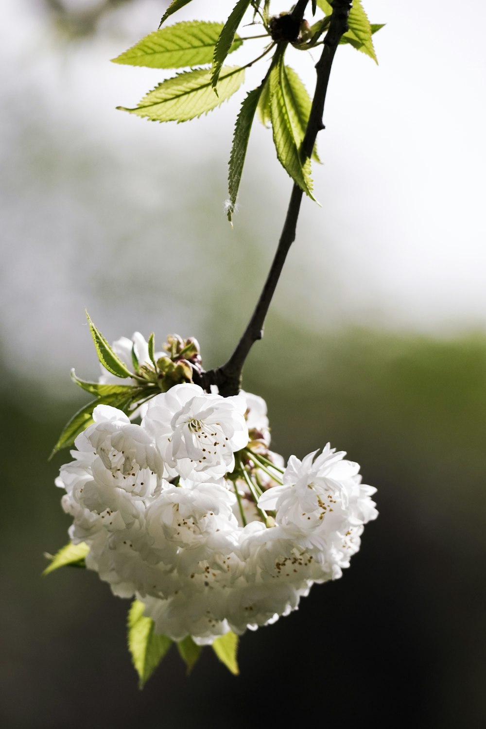 a branch with white flowers and green leaves