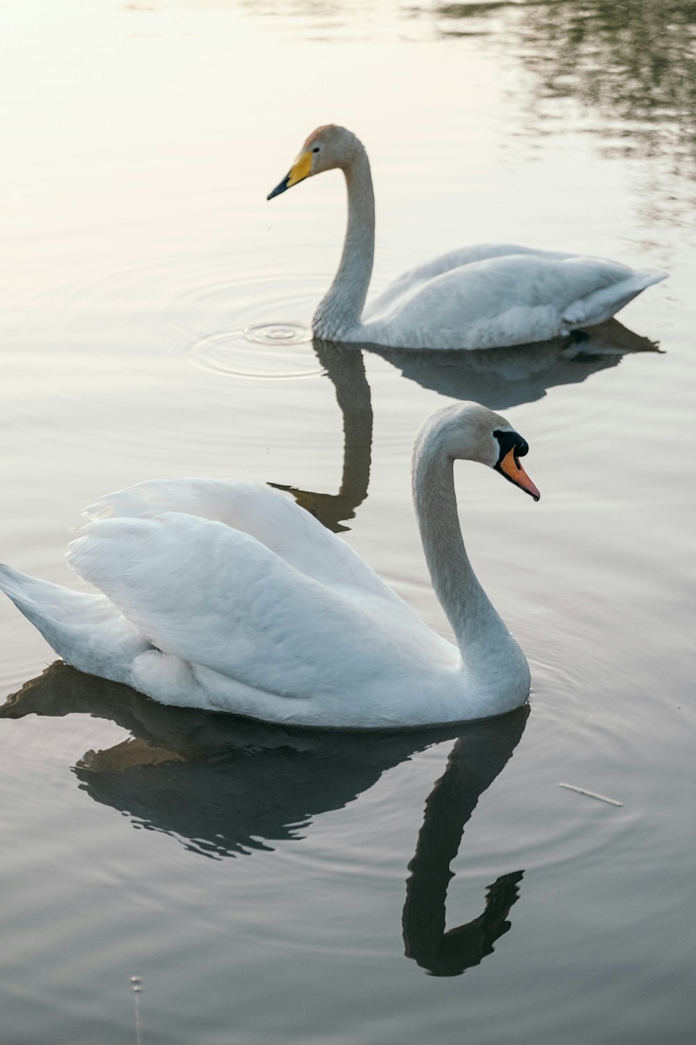 two white swans swimming in a body of water