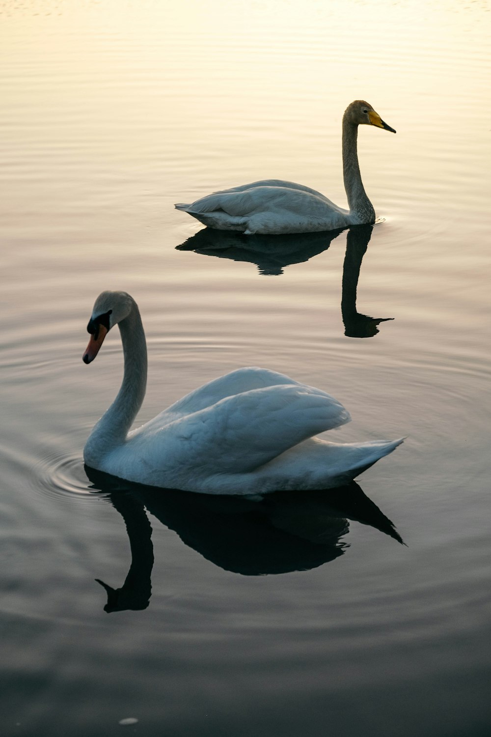 two white swans swimming in a lake at sunset