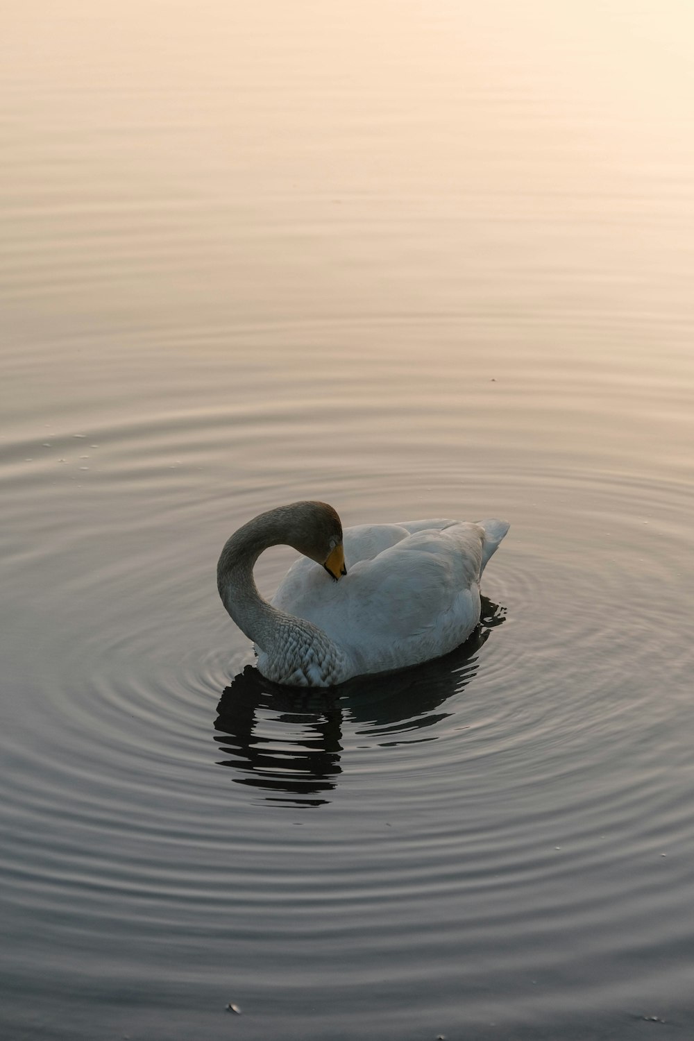 a swan is swimming in the water with its head above the water's surface