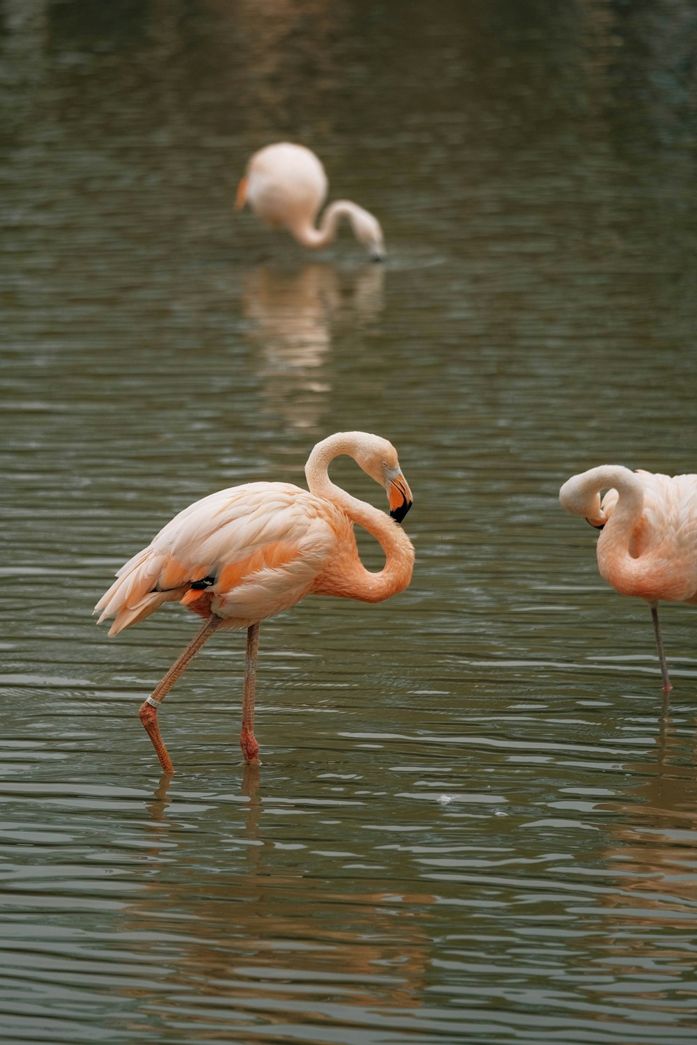 a group of flamingos standing in a body of water