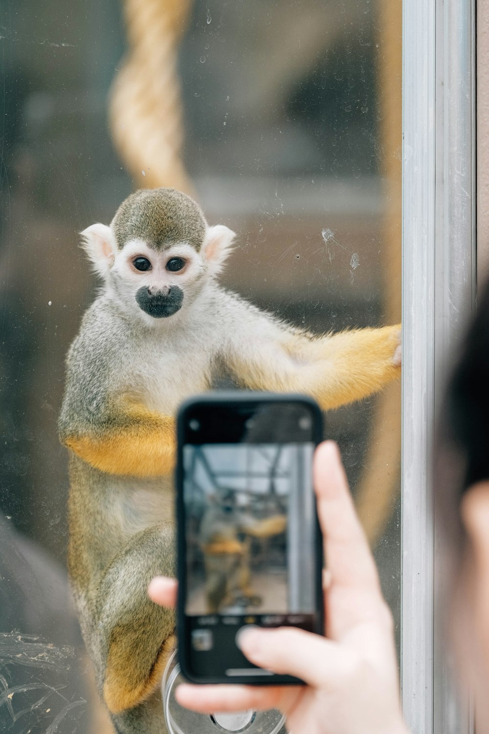 a person taking a picture of a squirrel on a cell phone