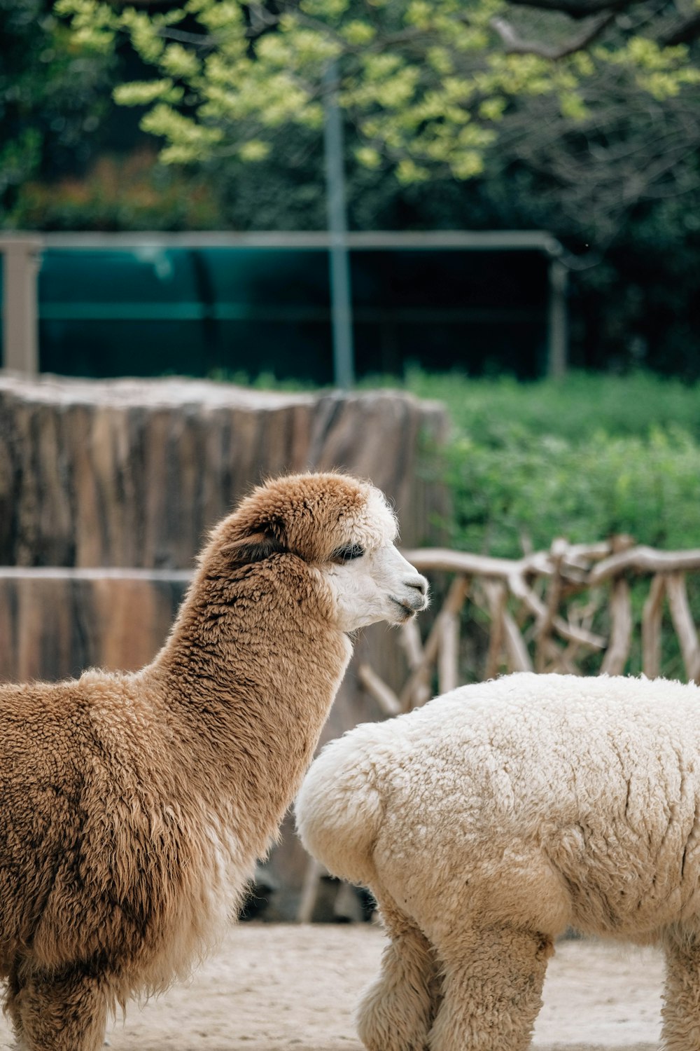 a couple of llamas standing next to each other