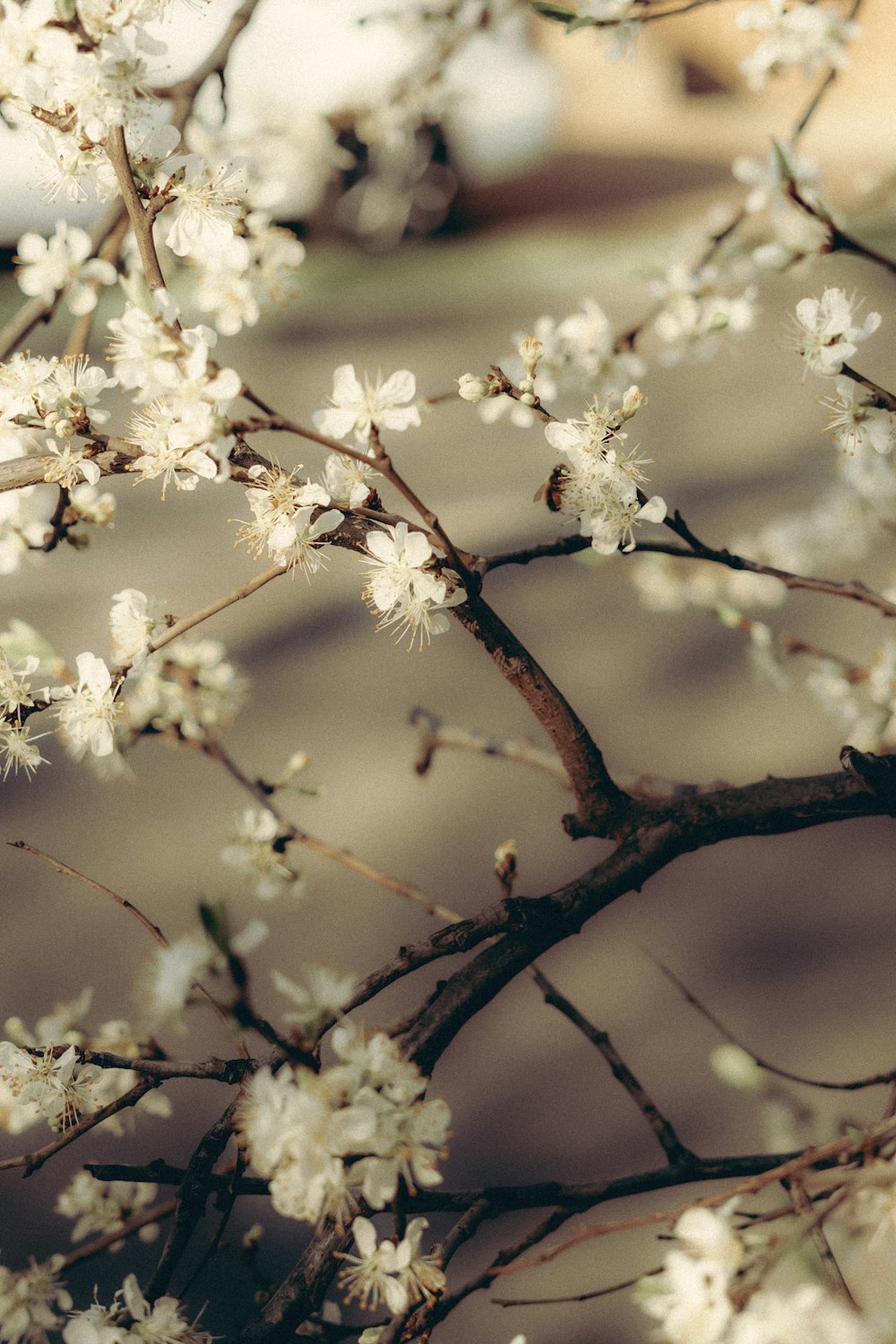 a close up of a tree with white flowers