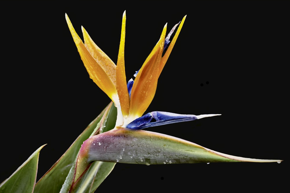 a bird of paradise flower with drops of water on it