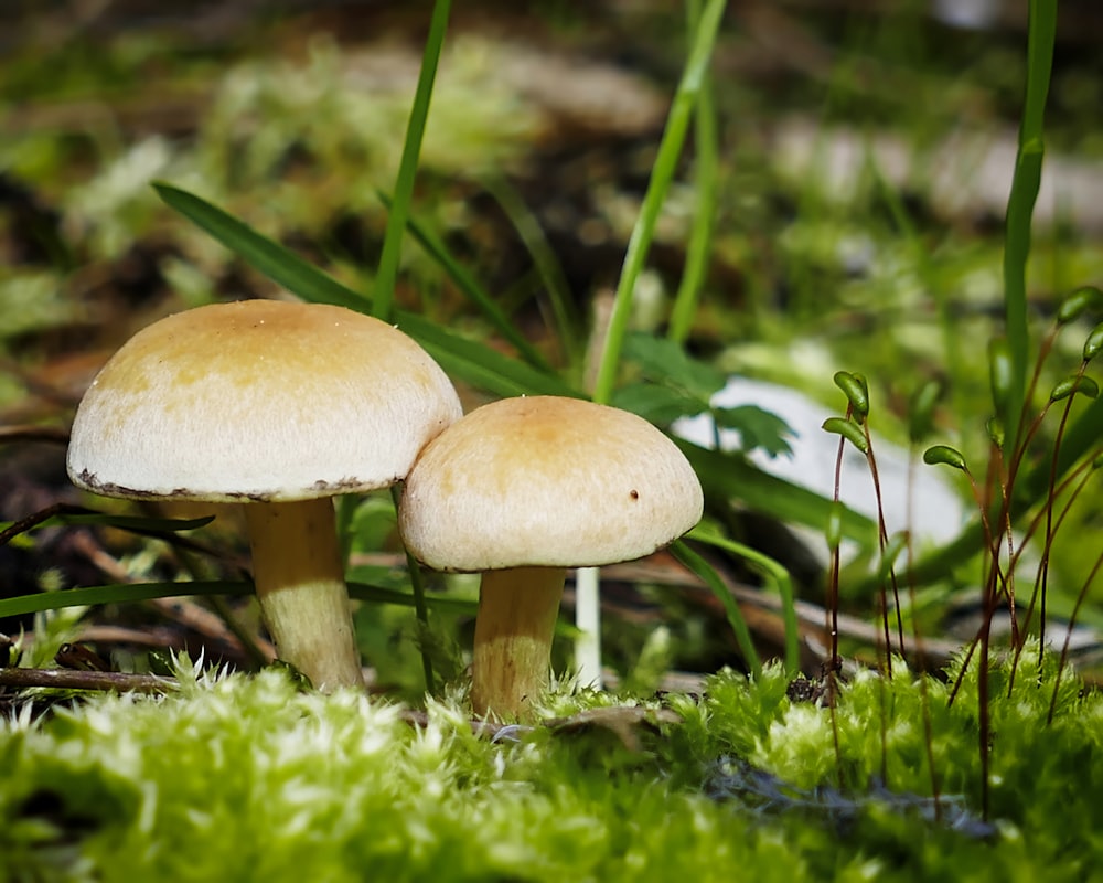 a couple of mushrooms sitting on top of a lush green field