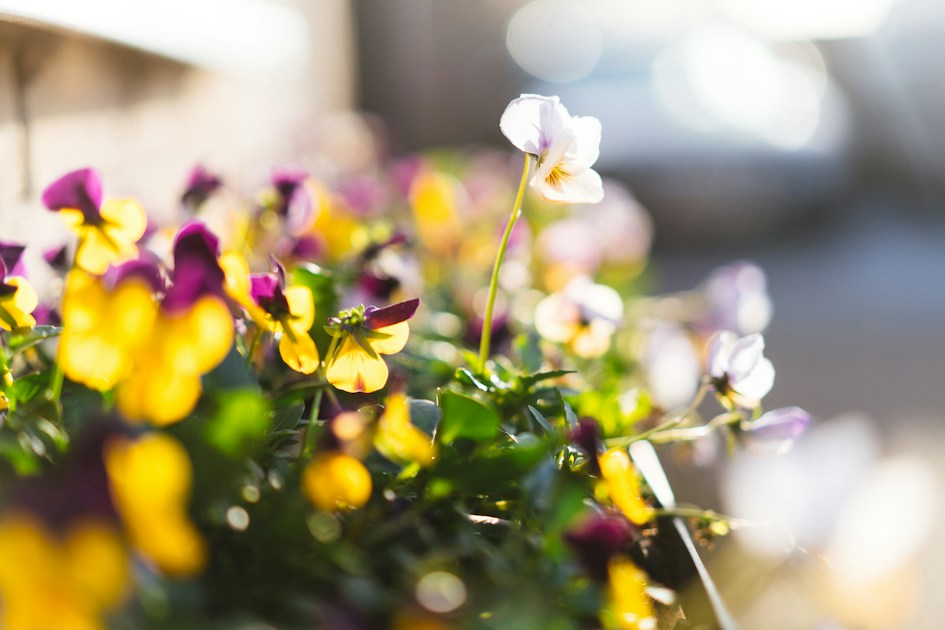 Wind-Resistant Plants for Exposed Balconies — practical guide overview