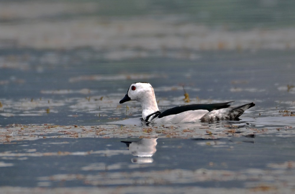 a white and black bird floating on top of a body of water