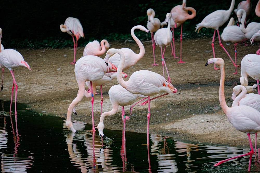 a group of flamingos standing around in the water