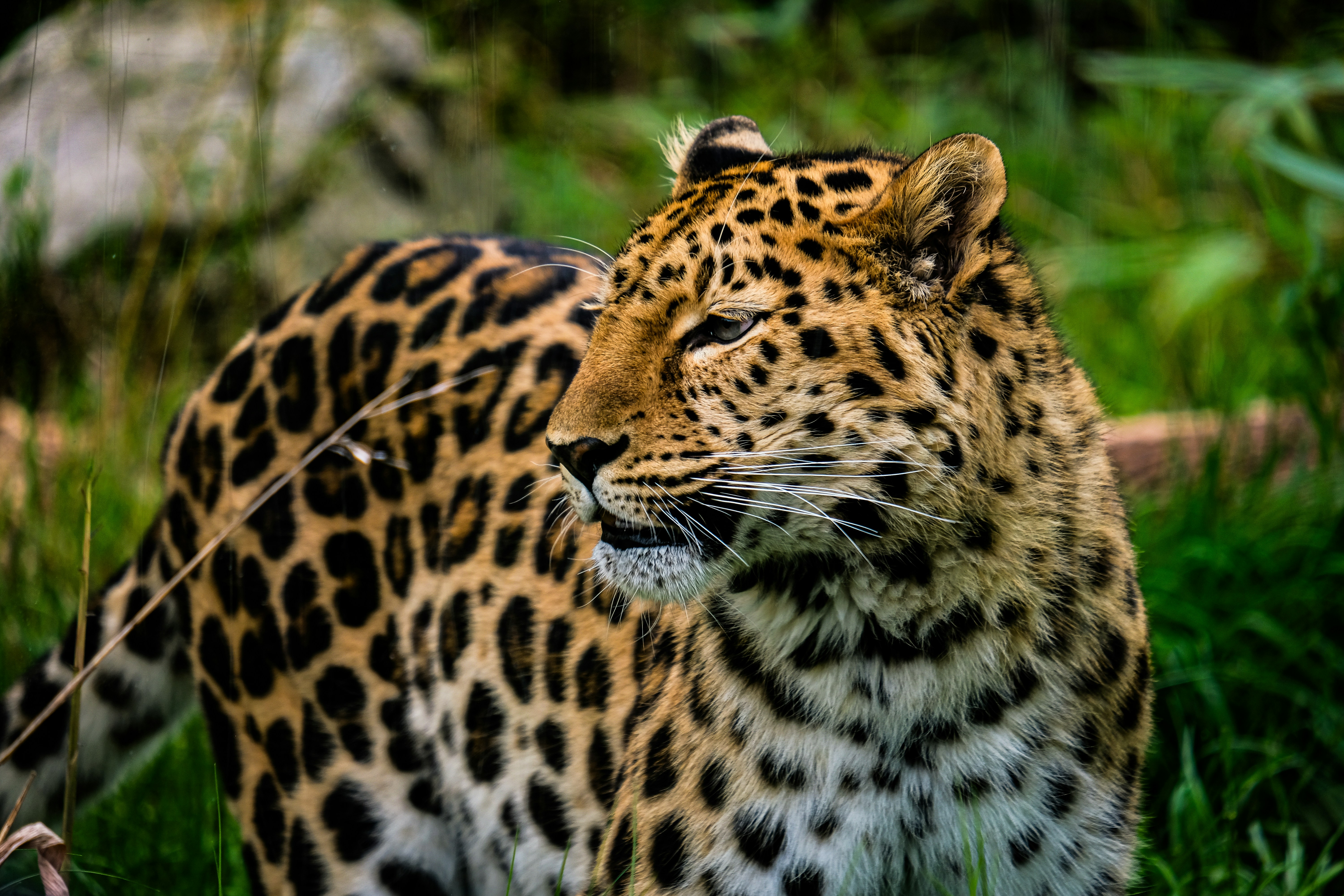 a large leopard walking through a lush green field