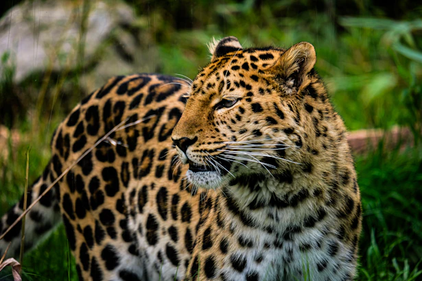 a large leopard walking through a lush green field