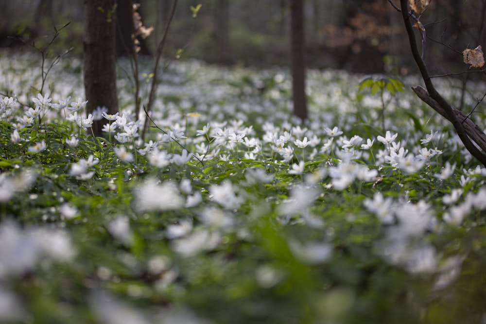 a field full of white flowers next to trees