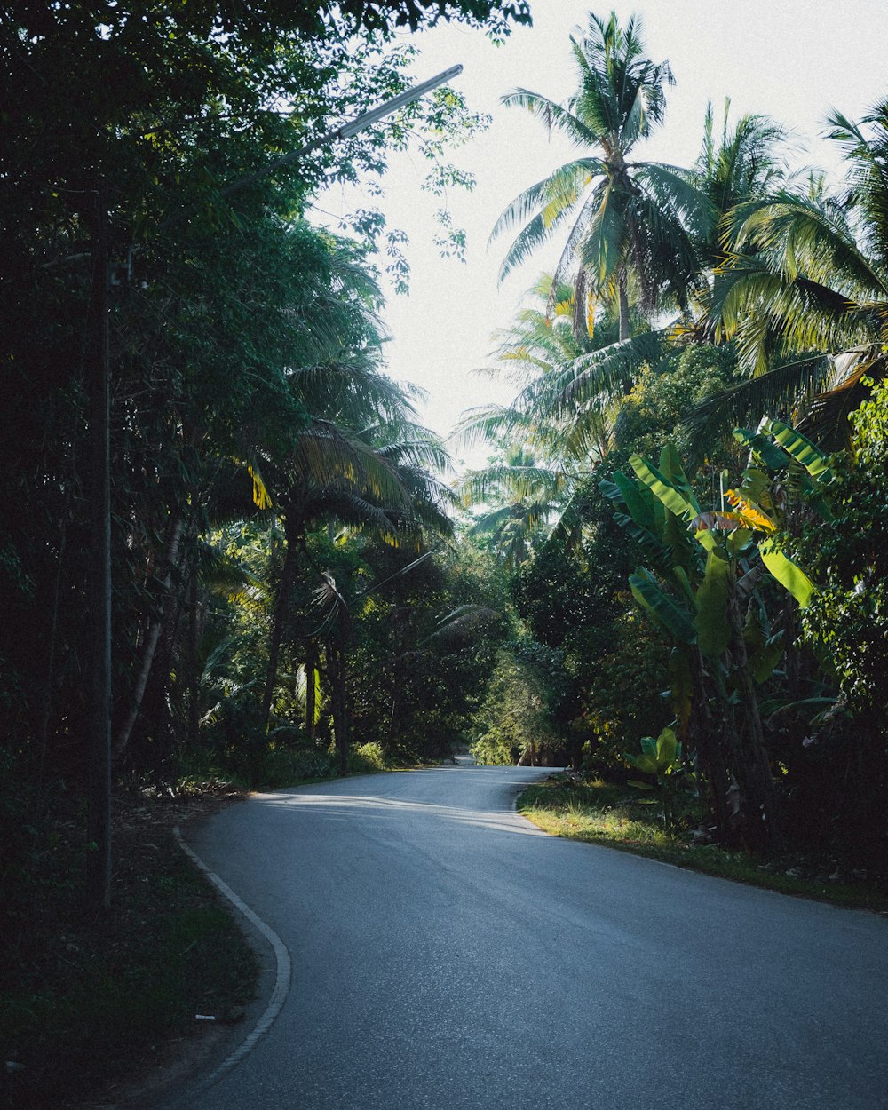 an empty road surrounded by trees and bushes