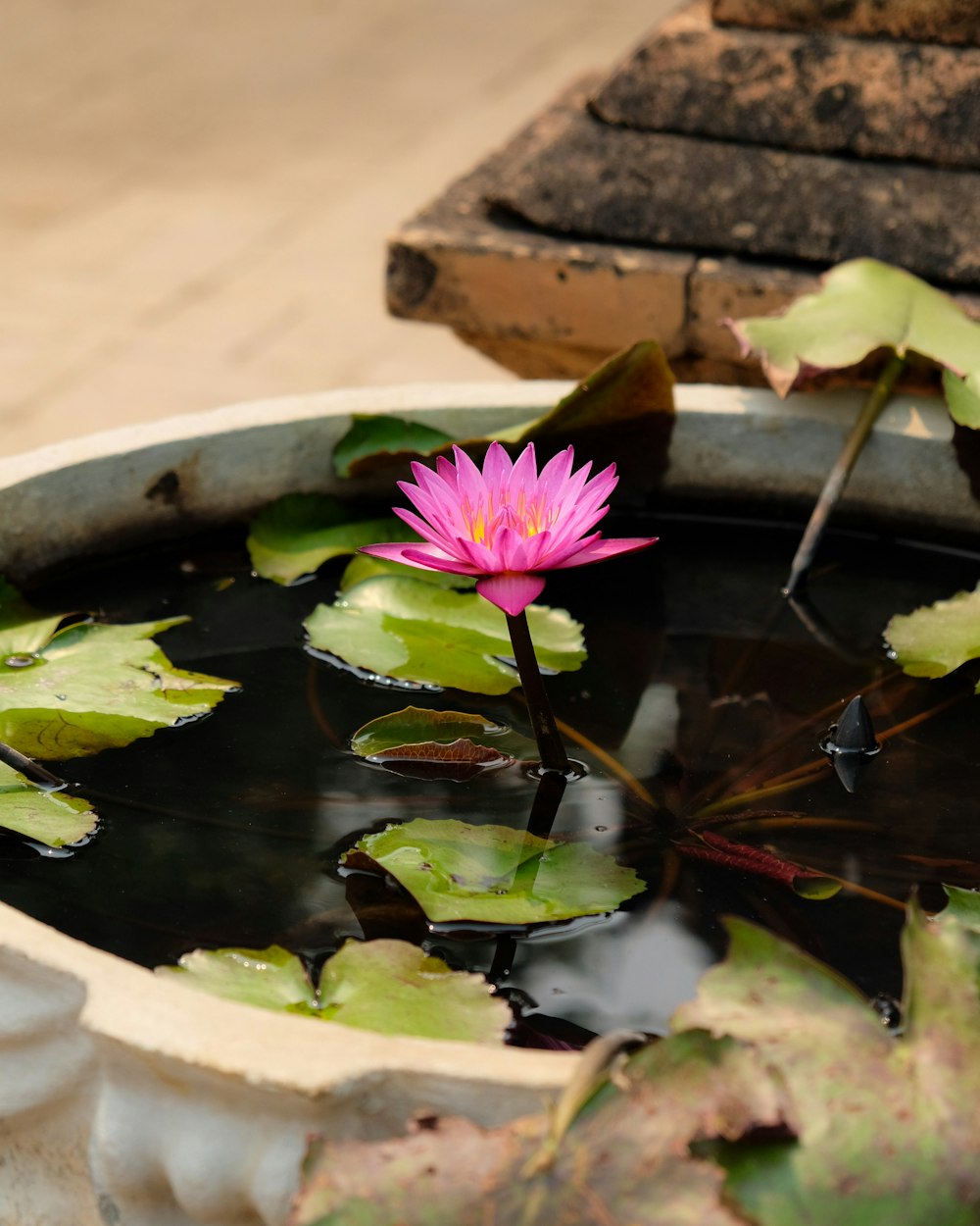 a pink flower floating in a pond of water