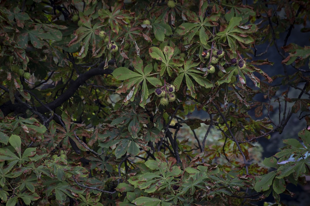 a tree with lots of green leaves on it