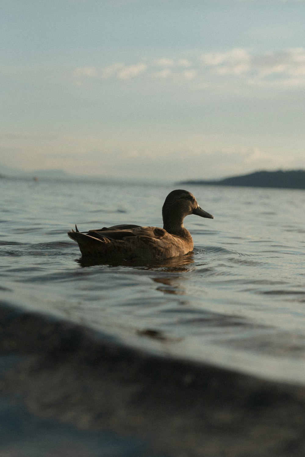 a duck floating on top of a body of water