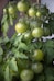 a bunch of green tomatoes growing on a plant