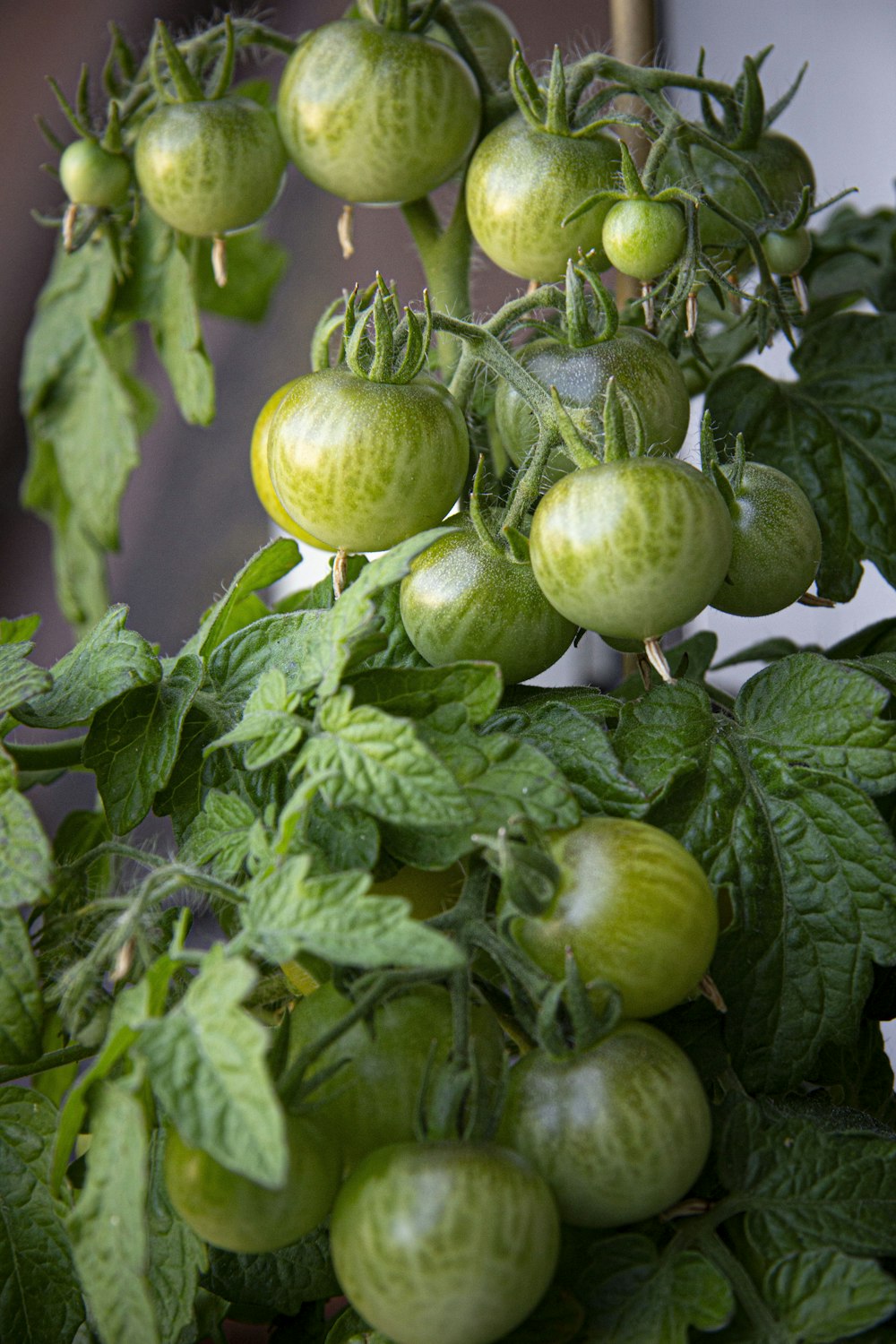a bunch of green tomatoes growing on a plant