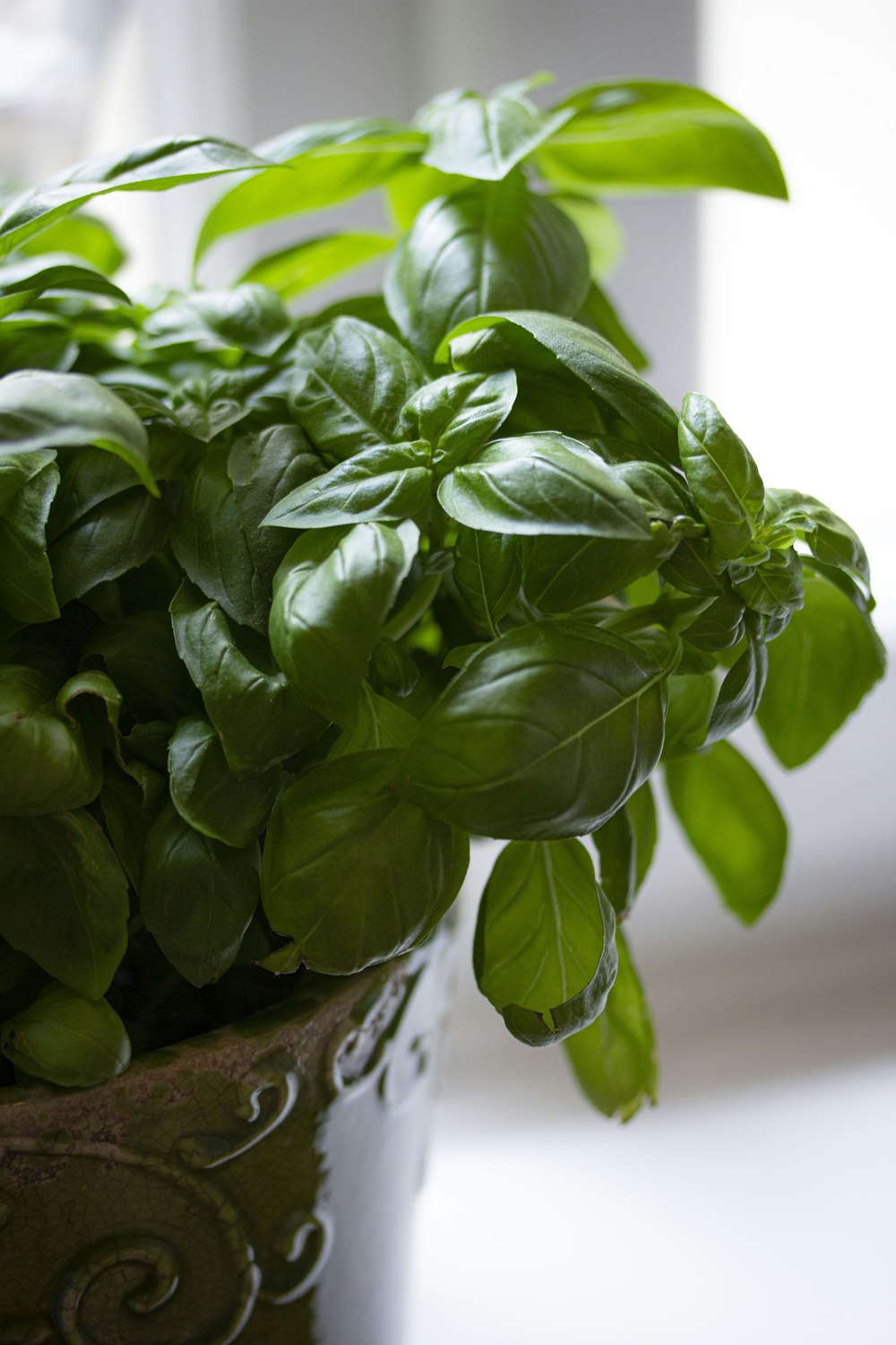 a close up of a potted plant on a table