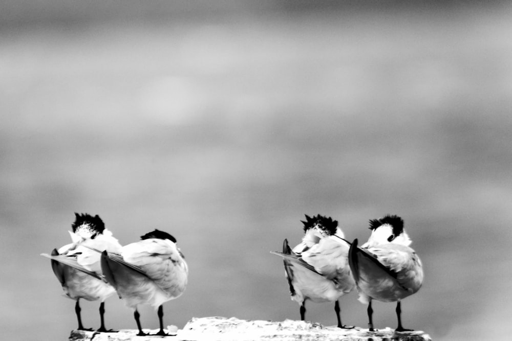a group of birds standing on top of a wooden post