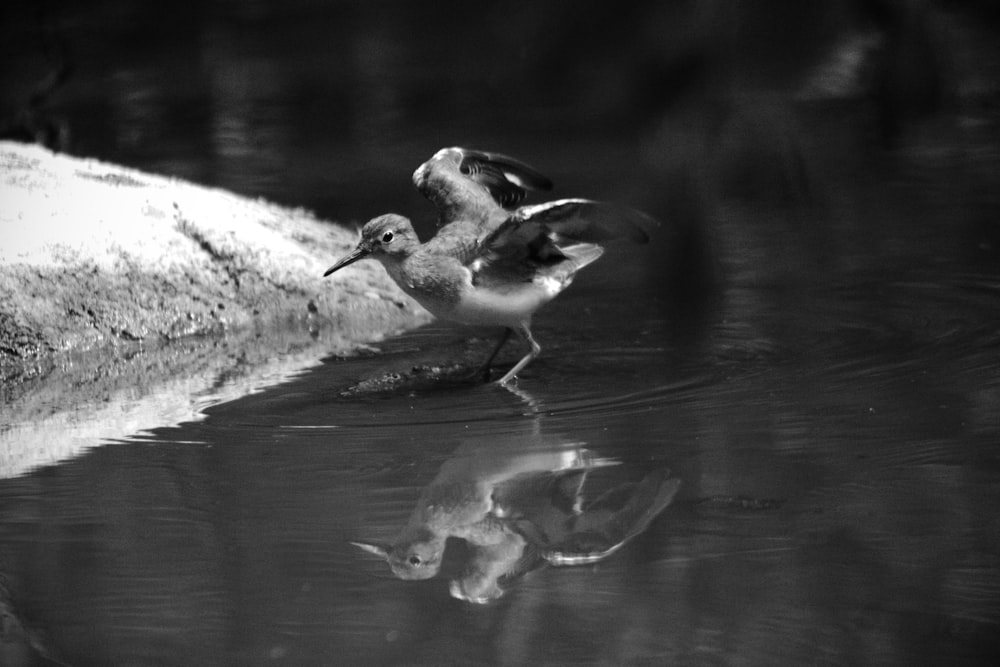 a black and white photo of a bird in the water