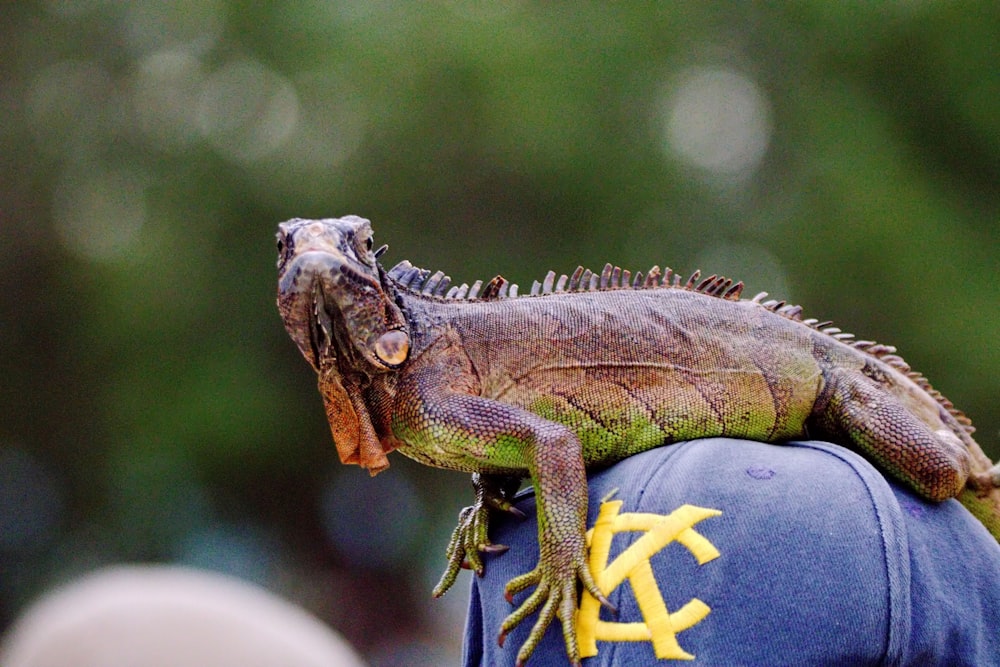 a large lizard sitting on top of a person's hat