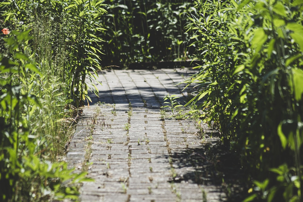 a brick walkway surrounded by tall green plants