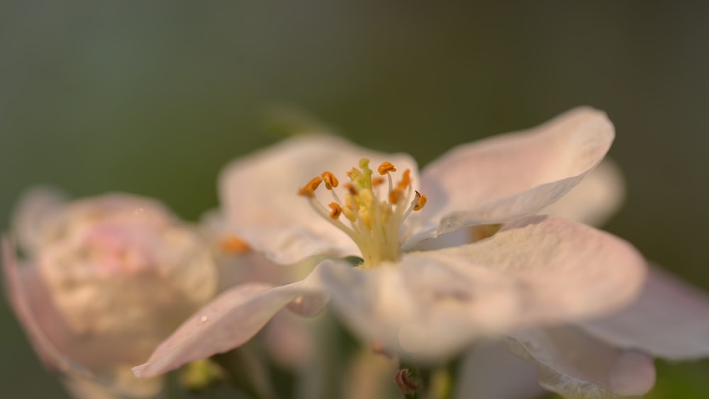 a close up of a flower with a blurry background