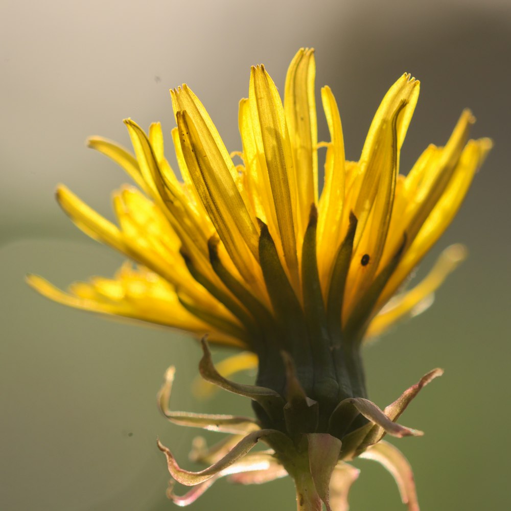 un gros plan d’une fleur jaune avec un arrière-plan flou