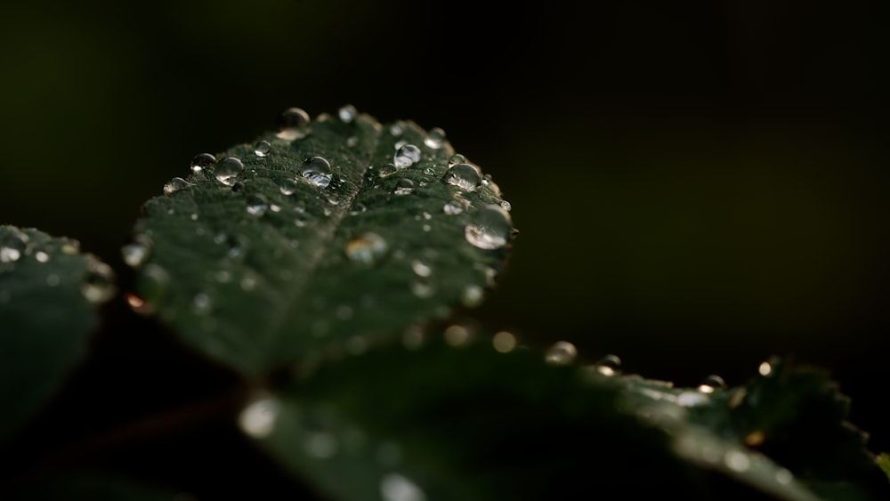 Un primer plano de una hoja con gotas de agua