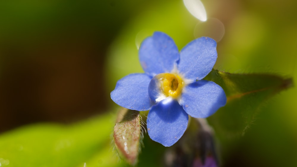 une petite fleur bleue avec un centre jaune