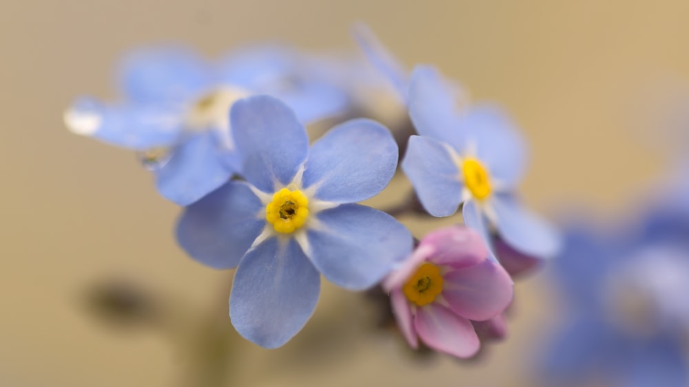 a bunch of small blue and pink flowers