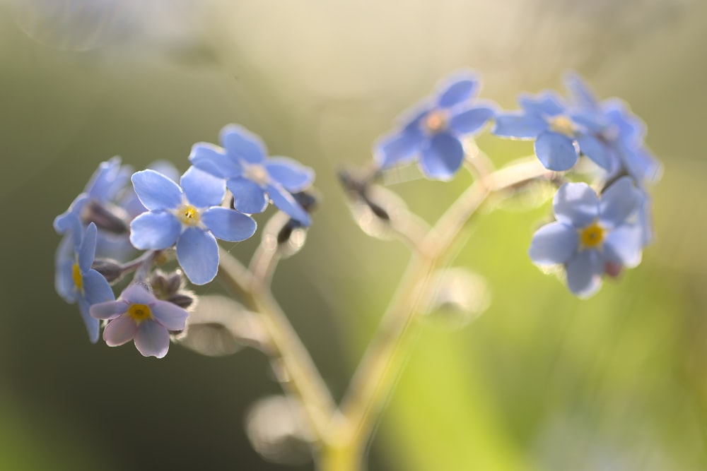 Eine Nahaufnahme einer blauen Blume mit verschwommenem Hintergrund