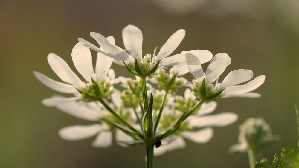 un primer plano de una flor blanca con un fondo borroso