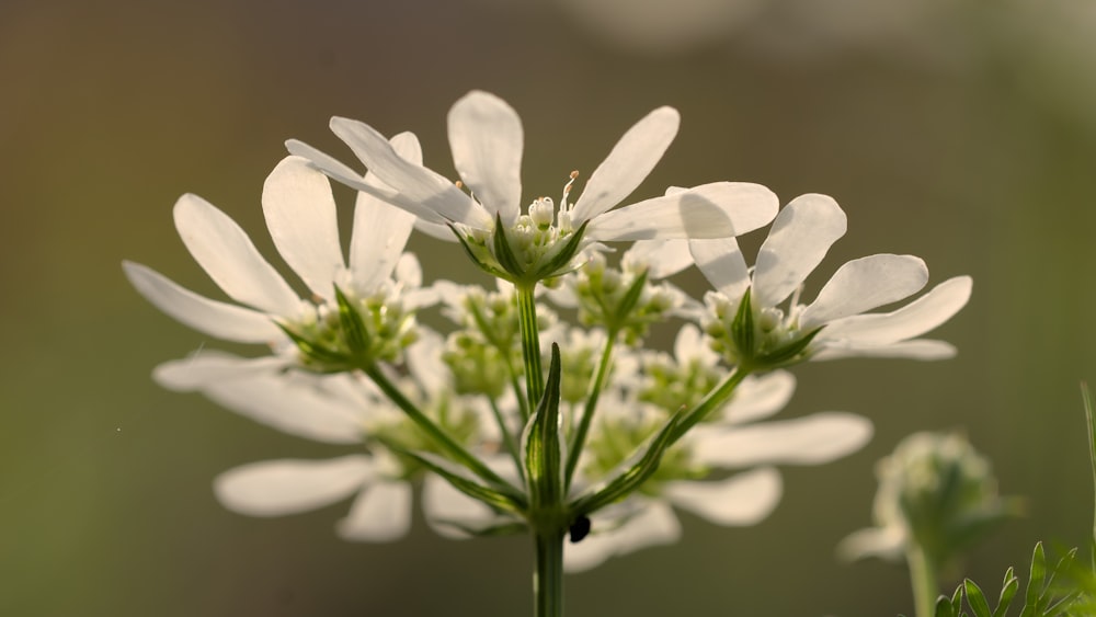 a close up of a white flower with a blurry background