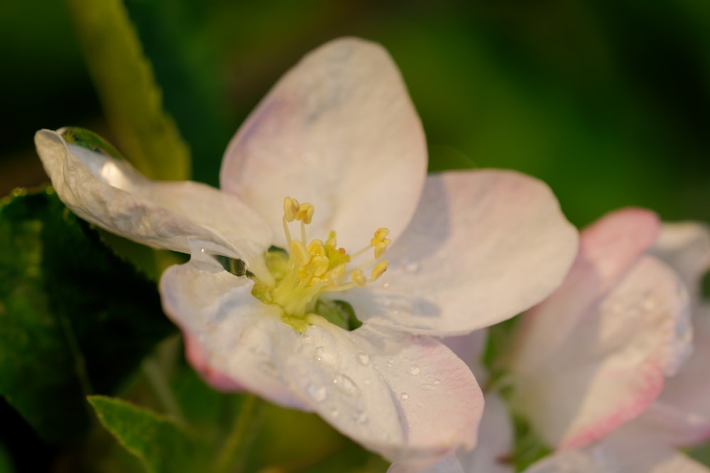 a close up of a flower with water droplets on it