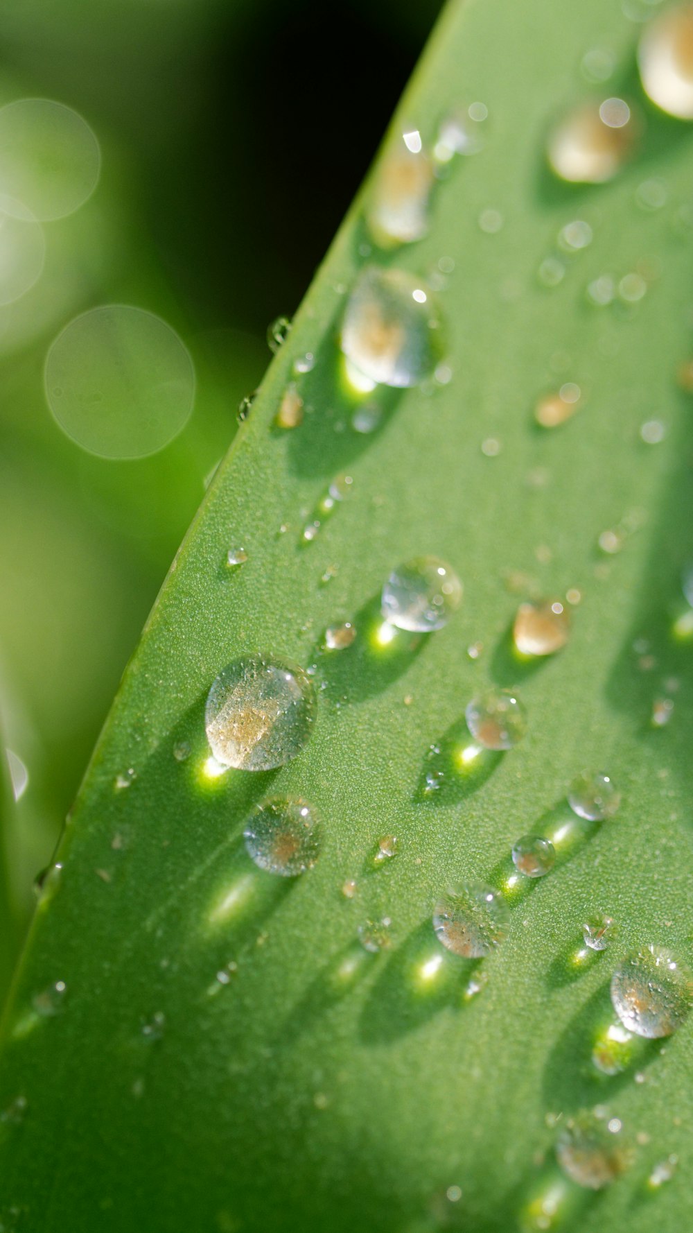 um close up de uma folha verde com gotas de água sobre ela