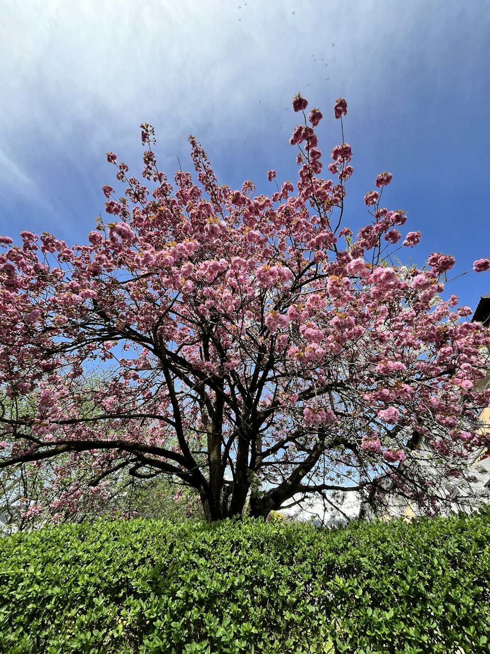 a tree with pink flowers in a park