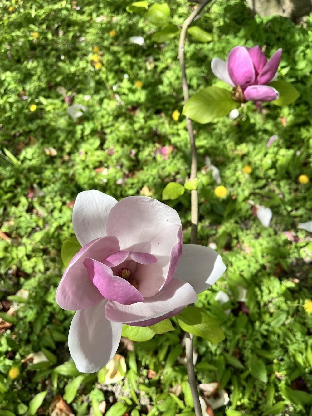 a pink flower is in the middle of a field