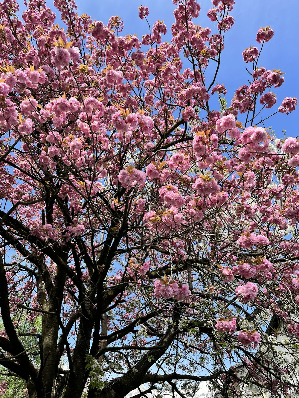 a pink tree with lots of pink flowers