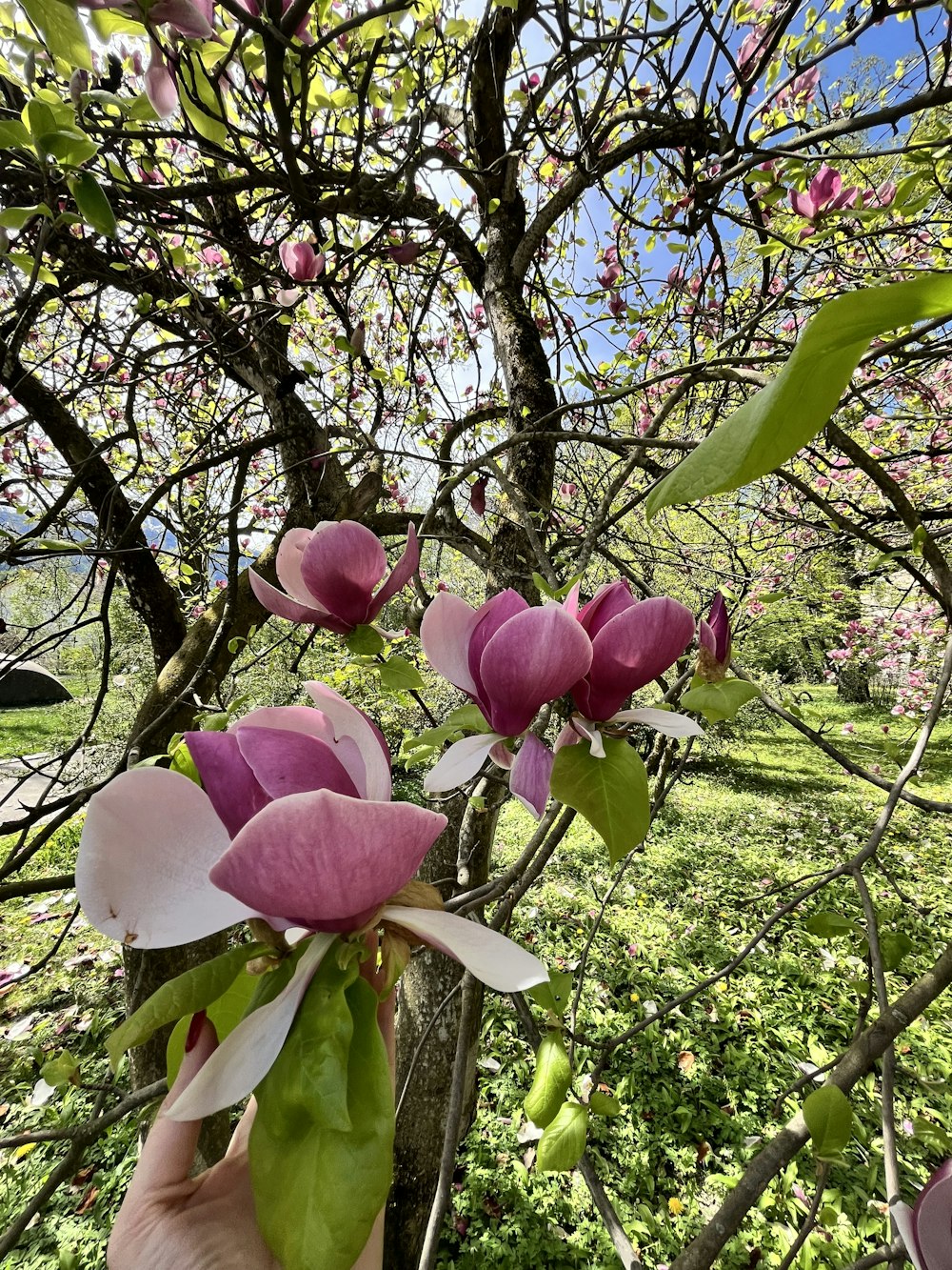 a person holding a flower in front of a tree