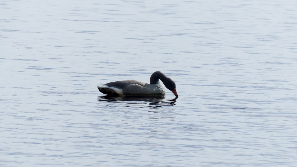 a black and white bird floating on top of a body of water