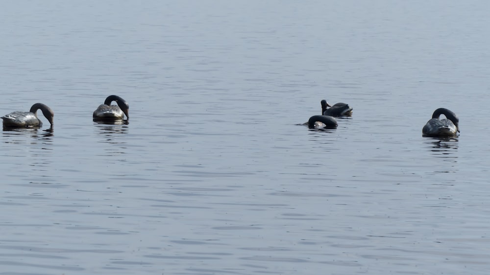 Un grupo de patos flotando en la parte superior de un lago