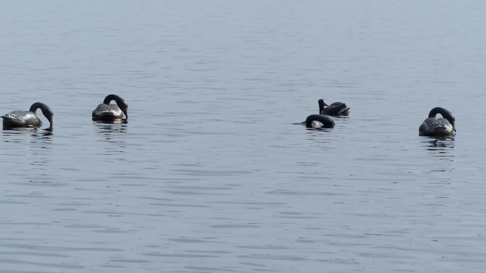 a group of ducks floating on top of a lake