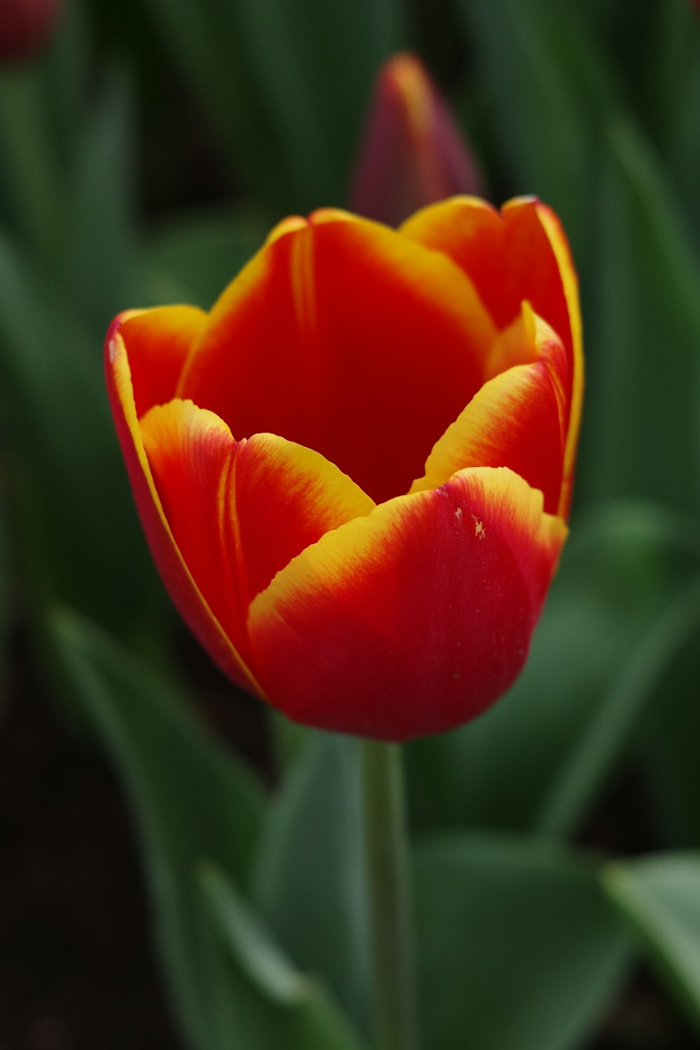 a close up of a red and yellow tulip