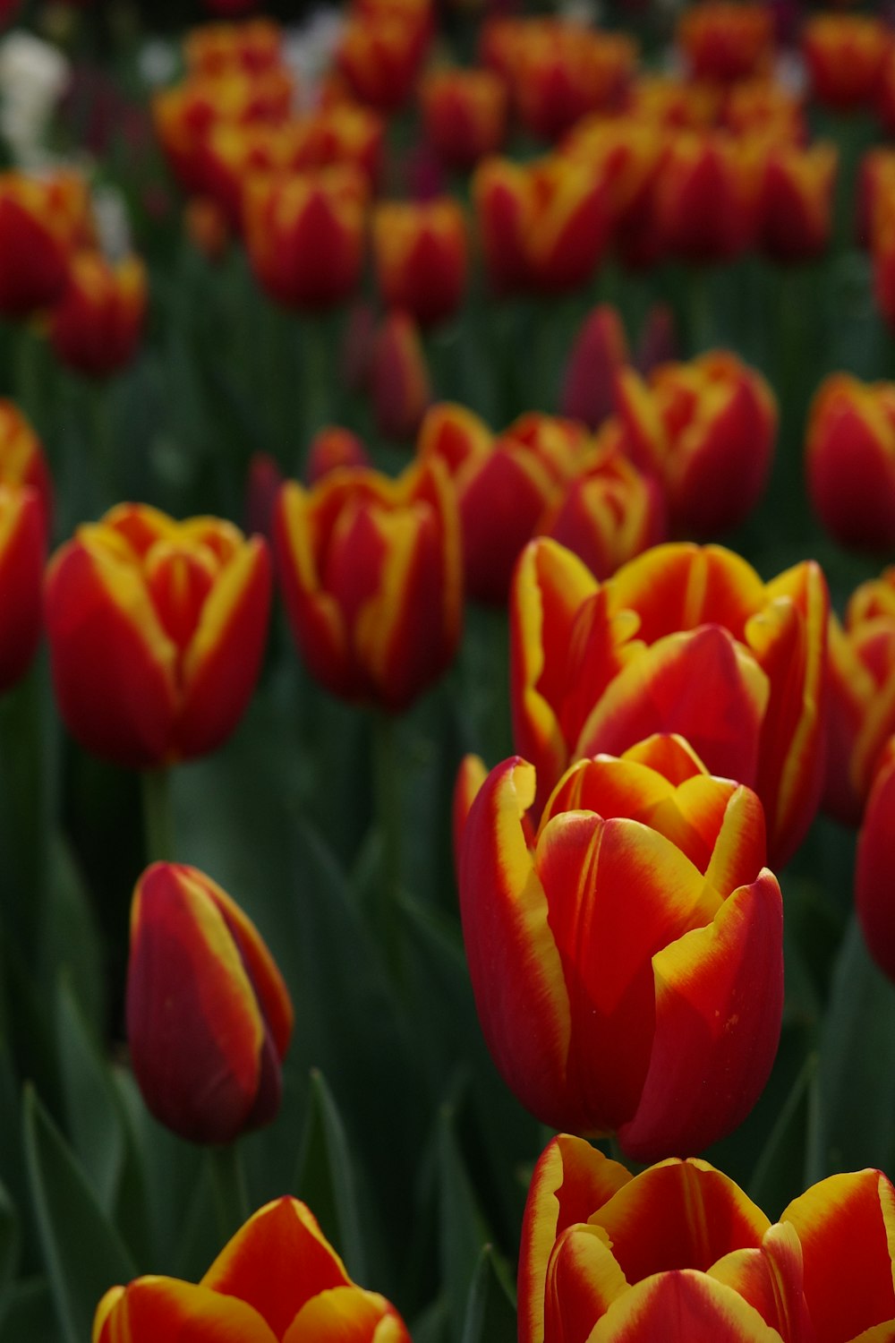 a field full of red and yellow tulips